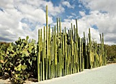 PACHYCEREUS MARGINATUS, CACTUS MEXICAN FENCE POST CACTUS