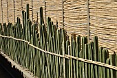 PACHYCEREUS MARGINATUS, CACTUS MEXICAN FENCE POST CACTUS