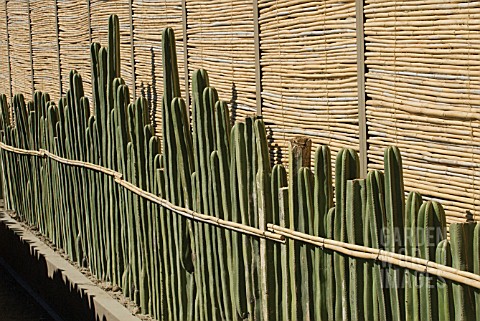 PACHYCEREUS_MARGINATUS_CACTUS_MEXICAN_FENCE_POST_CACTUS