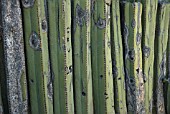 PACHYCEREUS MARGINATUS, CACTUS MEXICAN FENCE POST CACTUS