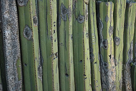 PACHYCEREUS_MARGINATUS_CACTUS_MEXICAN_FENCE_POST_CACTUS