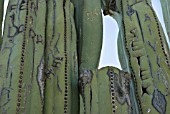 PACHYCEREUS MARGINATUS, CACTUS MEXICAN FENCE POST CACTUS