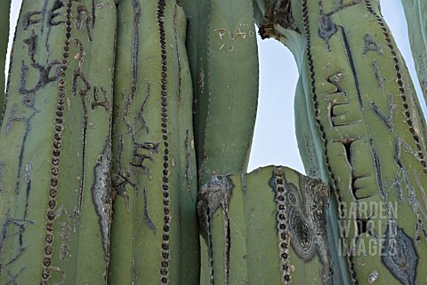 PACHYCEREUS_MARGINATUS_CACTUS_MEXICAN_FENCE_POST_CACTUS