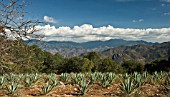 AGAVE TEQUILIANA, AGAVE