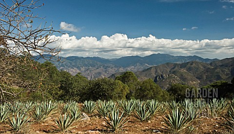 AGAVE_TEQUILIANA_AGAVE