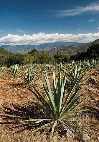 AGAVE_TEQUILIANA_AGAVE