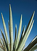 AGAVE TEQUILIANA, AGAVE