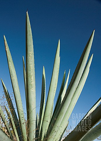 AGAVE_TEQUILIANA_AGAVE