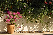 BOUGAINVILLEA, BOUGAINVILLEA