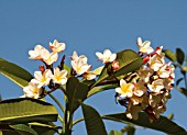 PLUMERIA, FRANGIPANI, WEST INDIAN JASMINE, MONOI