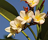 PLUMERIA, FRANGIPANI, WEST INDIAN JASMINE, MONOI