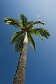 COCOS NUCIFERA, COCONUT PALM