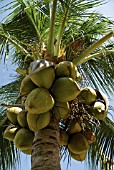 COCOS NUCIFERA, COCONUT PALM