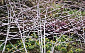 RUBUS COCKBURNIANUS, BRAMBLE ORNAMENTAL BRAMBLE