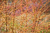 CORNUS SANGUINEA MIDWINTER FIRE, DOGWOOD