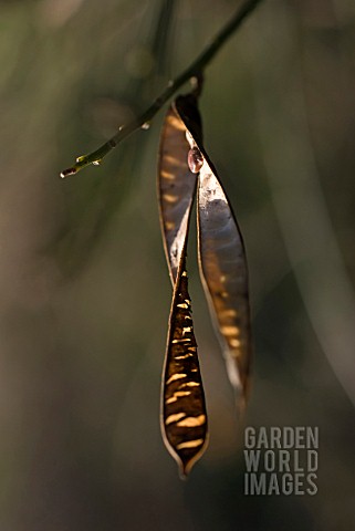 LABURNUM_ANAGYROIDES