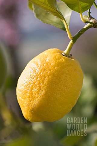 CITRUS_LIMON