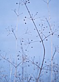 WINTER SEEDHEADS