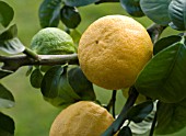 CITRUS BERGAMIA, BERGAMOT - CITRUS