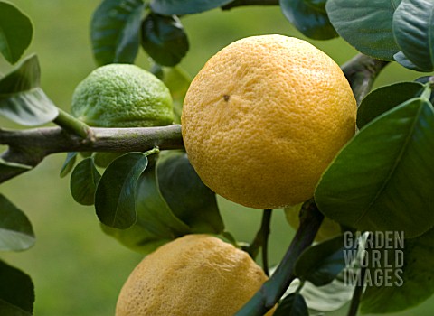 CITRUS_BERGAMIA_BERGAMOT__CITRUS