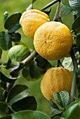 CITRUS BERGAMIA, BERGAMOT - CITRUS