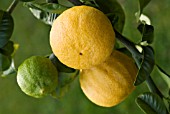 CITRUS BERGAMIA, BERGAMOT - CITRUS