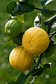 CITRUS BERGAMIA, BERGAMOT - CITRUS