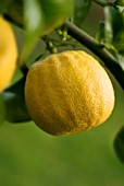 CITRUS BERGAMIA, BERGAMOT - CITRUS