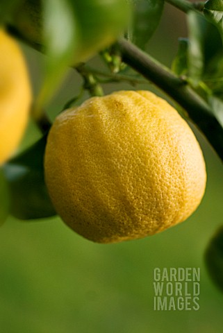 CITRUS_BERGAMIA_BERGAMOT__CITRUS