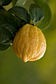 CITRUS BERGAMIA, BERGAMOT - CITRUS