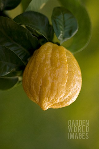 CITRUS_BERGAMIA_BERGAMOT__CITRUS