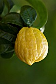 CITRUS BERGAMIA, BERGAMOT - CITRUS