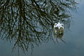 DISCARDED PLASTIC BOTTLE IN POND