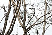 SUPERMARKET TROLLEY STUCK IN TREE