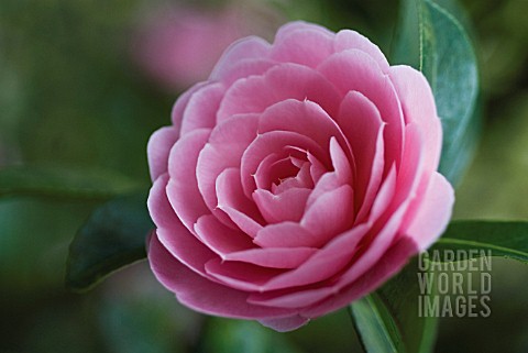 CAMELLIA_X_WILLIAMSII_MONICA_DANCE_CAMELLIA