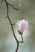 MAGNOLIA KOBUS, MAGNOLIA