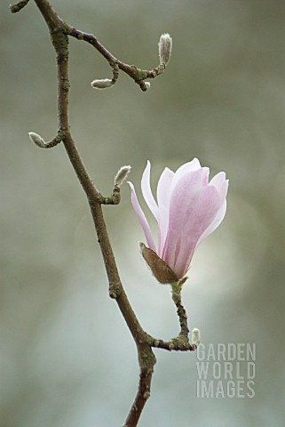 MAGNOLIA_KOBUS_MAGNOLIA