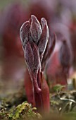 PAEONIA MASCULA SUBSP. RUSSOI, PEONY