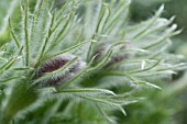 PULSATILLA ALPINA, PASQUE FLOWER