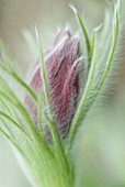 PULSATILLA ALPINA, PASQUE FLOWER