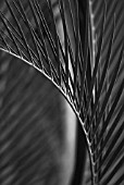 PALM