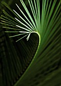 PALM