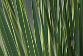 PHORMIUM, NEW ZEALAND FLAX