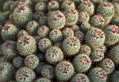 MAMMILLARIA BOMBYCINA, CACTUS PINCUSHION CACTUS