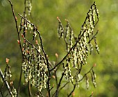 STACHYURUS PRAECOX LEUCOTRICHUS, SPIKETAIL