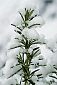 ROSMARINUS OFFICINALIS, ROSEMARY