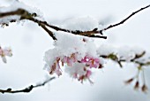 PRUNUS SUBHIRTELLA AUTUMNALIS’, CHERRY - AUTUMN FLOWERING CHERRY