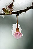 PRUNUS SUBHIRTELLA AUTUMNALIS’, CHERRY - AUTUMN FLOWERING CHERRY