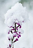 LUNARIA ANNUA, HONESTY