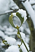 VISCUM ALBUM, MISTLETOE